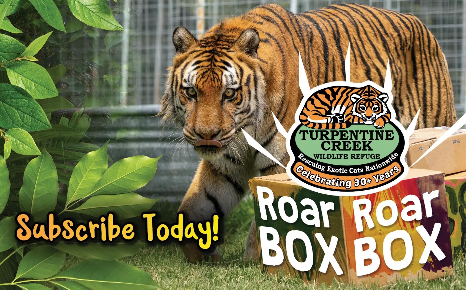 Roar Box Subscription at Turpentine Creek