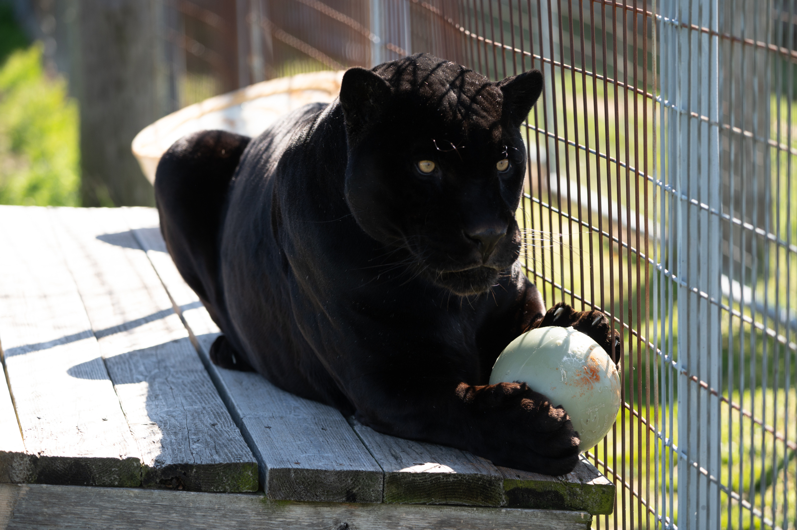 Black Cat Appreciation Day: What is It and Why is It Important
