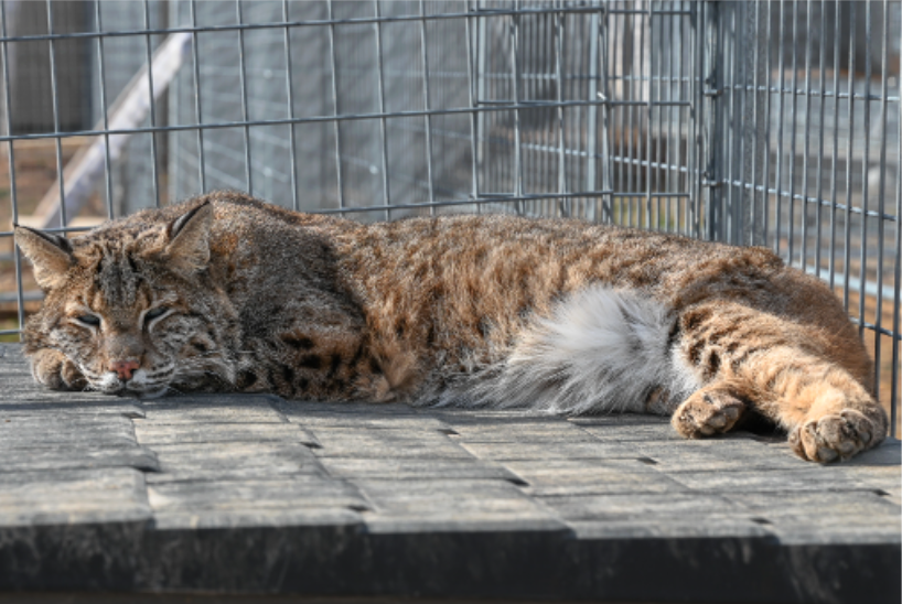 Shiloh bobcat from Big Cat Rescue at Turpentine Creek lives in Freedom Field