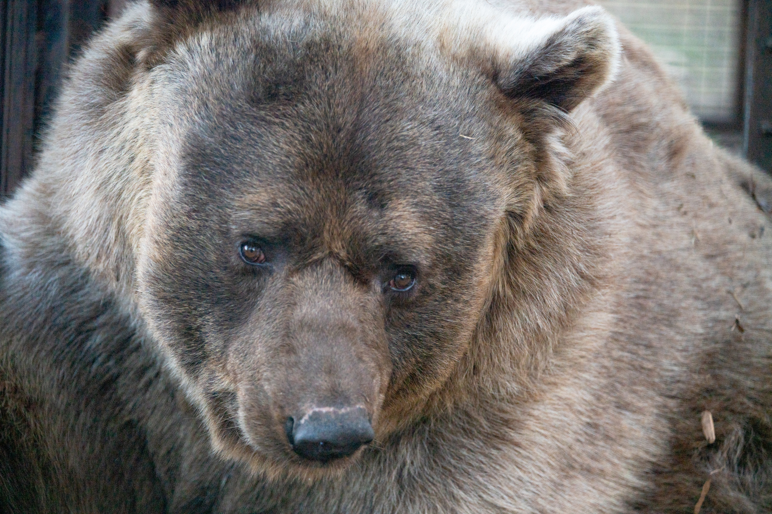A Long Winter Nap at TCWR | Turpentine Creek Wildlife Refuge