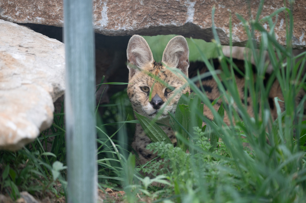The Serval: A Master Hunter Perfectly Adapted for the Wild