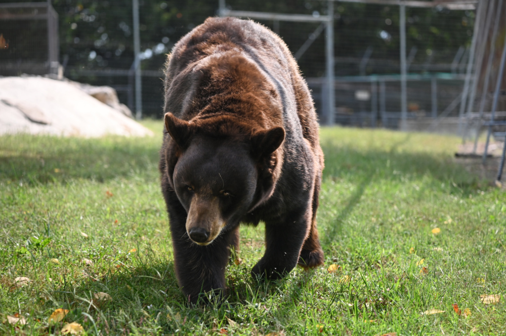 Black Bear of Brown Bear? Key Differences You Need to Know