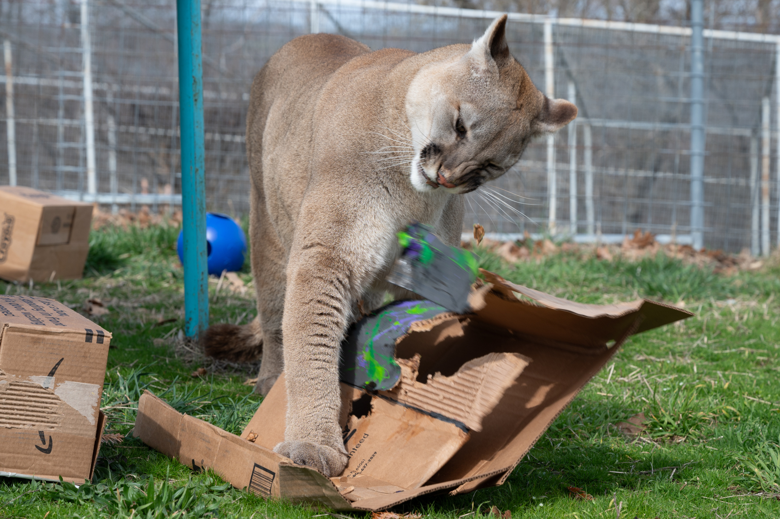 National Cougar Day 2025 | Turpentine Creek Wildlife Refuge