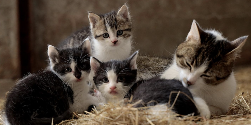 Kitten Season: Cute Faces, Critical Consequences