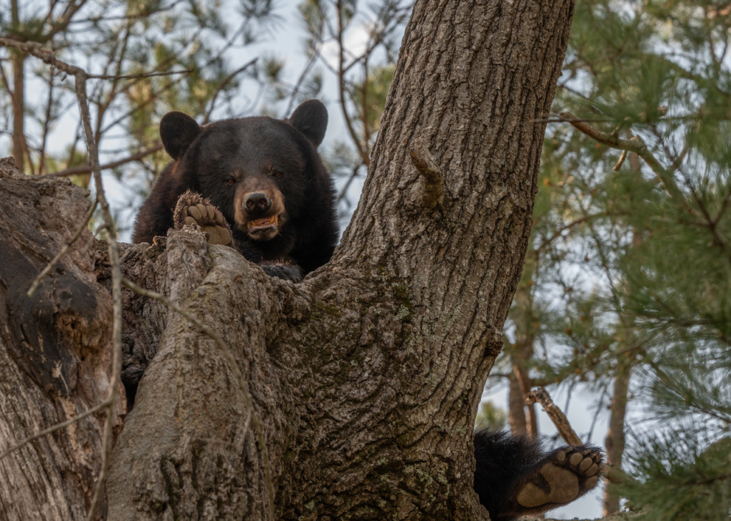 Celebrating National Black Bear Day
