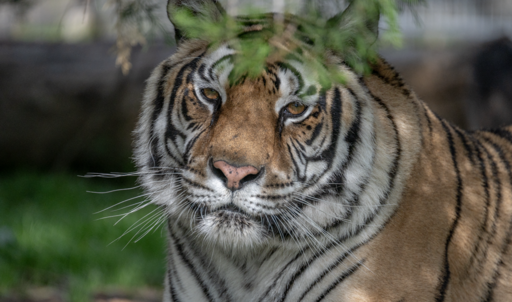 International Endangered Species Day 2025