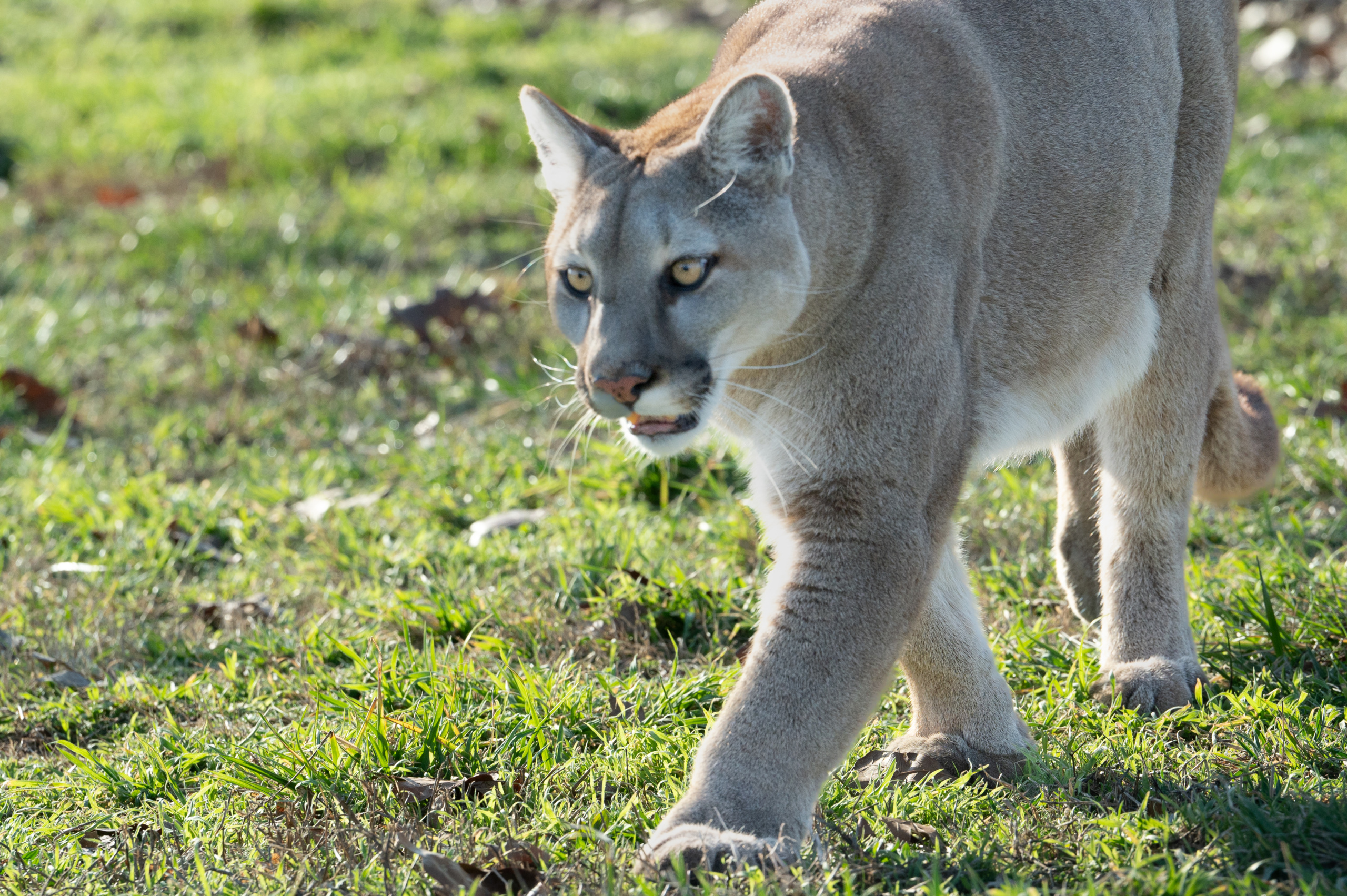 Meet the Local Wildlife: A Guide to Animals Native to the Ozarks