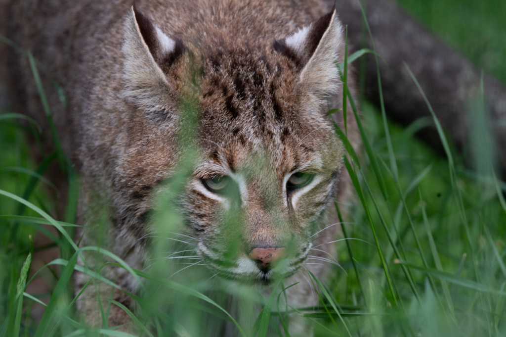 How to React if You See a Wild Cat on Your Hike