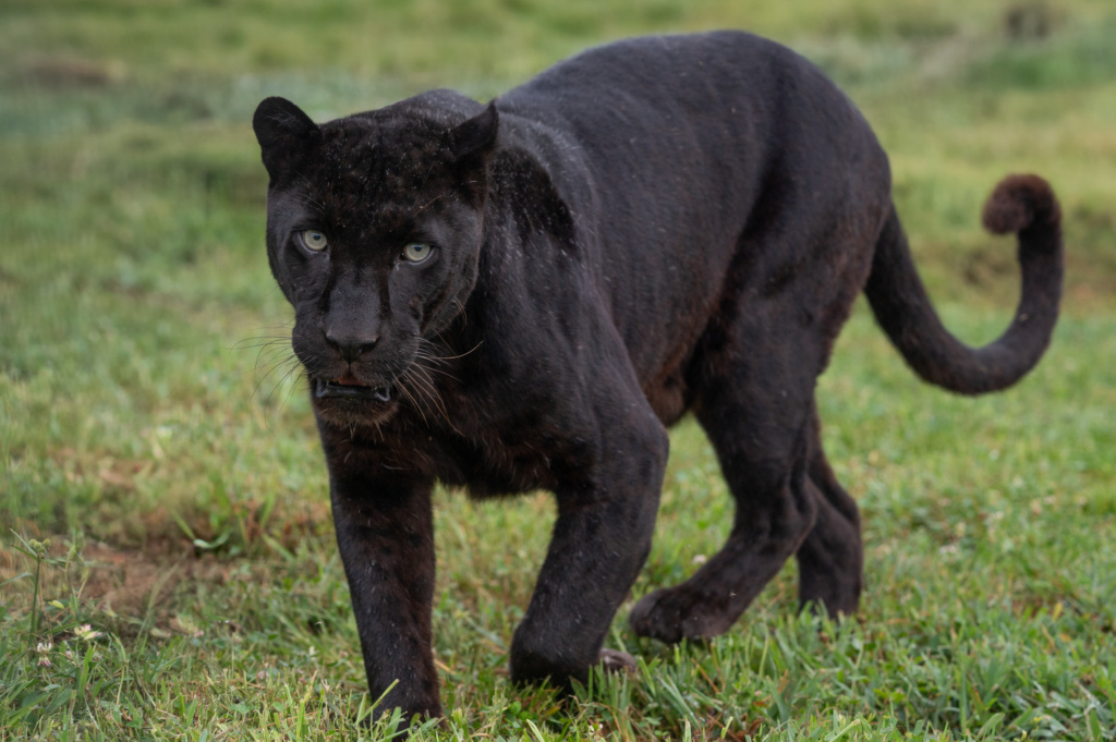 National Black Cat Day: The Science of Melanism in Wild Cats