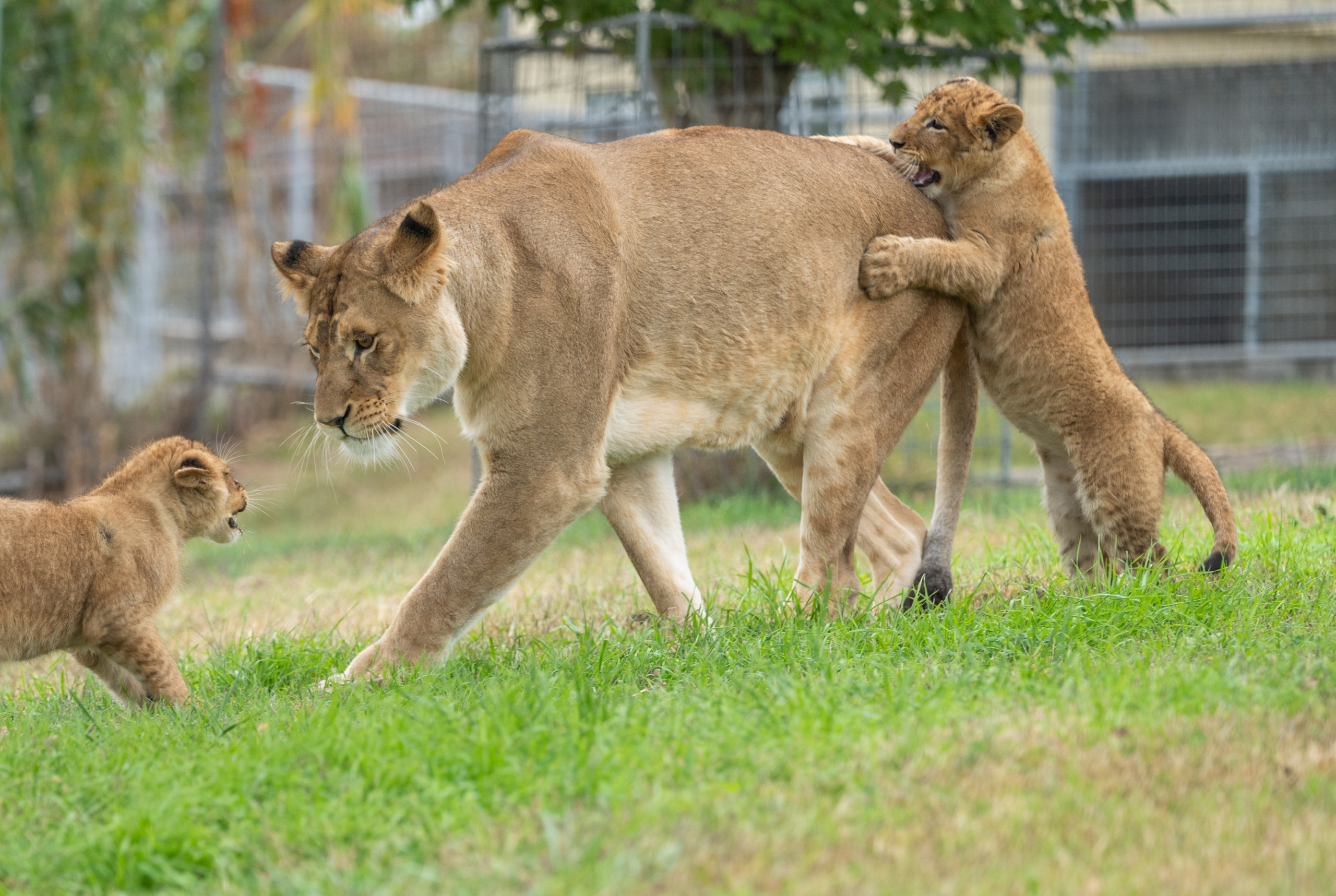 未開封シュリンク付　MAMA LION PRESERVE WILDLIFE ミロコマチコ 6ポケットホルダー |（A5サイズ）アニマルファミリー