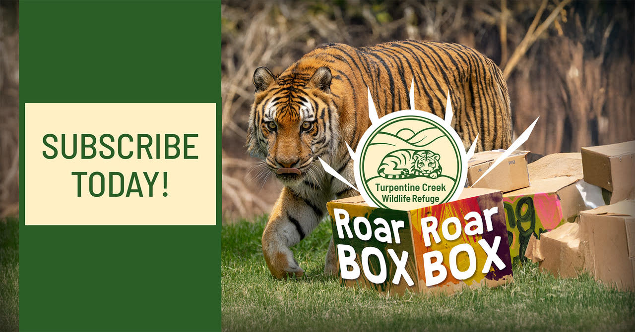 Roar Box at Turpentine Creek Wildlife Refuge 3