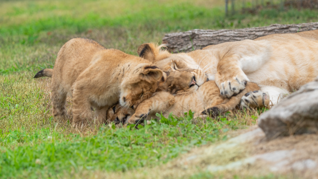 From Milk Teeth to Mighty Roars: How Lion Cubs Grow, Learn, and Thrive at Sanctuary
