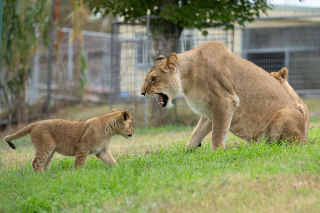 Understanding Pride Hierarchy, Cooperative Play, and Social Enrichment — and Why It Matters