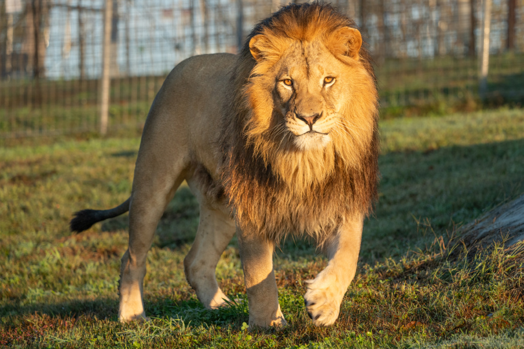 Why Do Prey Animals in Africa Migrate, But Most Lions Don’t?