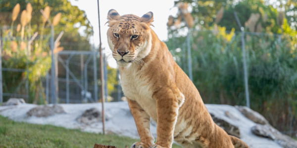 Karma Liger at Turpentine Creek Wildlife Refuge