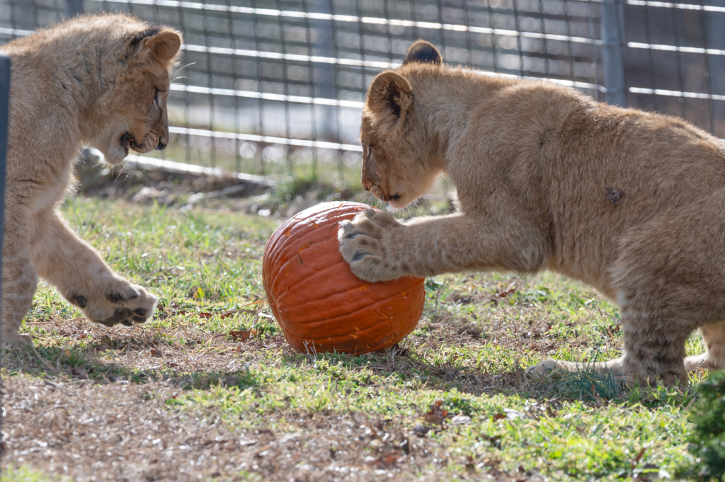 Reggie and Archie play with pumpkin and Christmas tree enrichment.