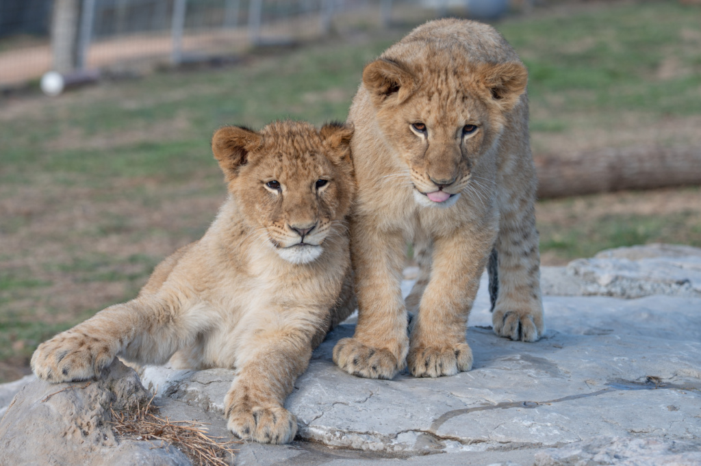 Why How Cubs Are Raised Matters: Reggie and Archie vs. the Roadside Zoo Reality