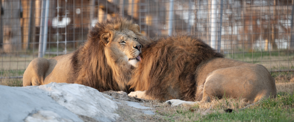 Kindness, Practiced Daily: What Care Really Means at Turpentine Creek