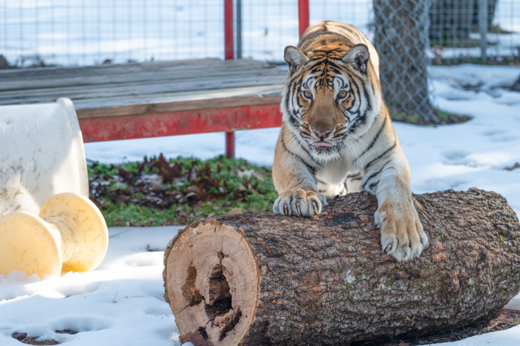 Snow Suits and Secret Signals: The Science Behind Winter Coats in Animals