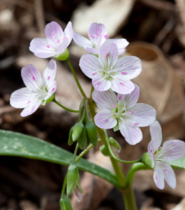 Claytonia virginica, the Virginia sSpring Beauty