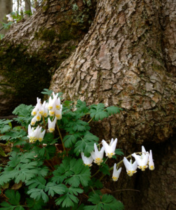 Dicentra cucullaria, Dutchman's britches, or Dutchman's breeches, is a perennial herbaceous plant, native to rich woods of eastern North America,
