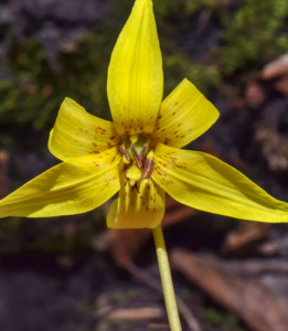 trout lily (erythronium americanum)