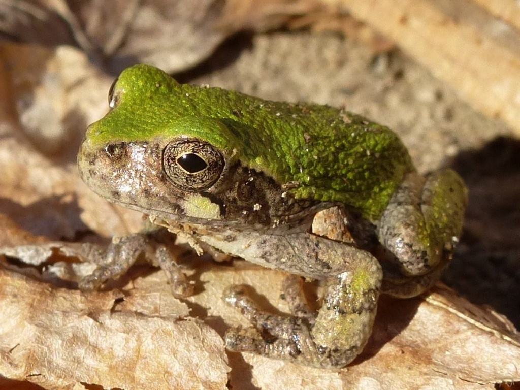 Gray Tree Frog