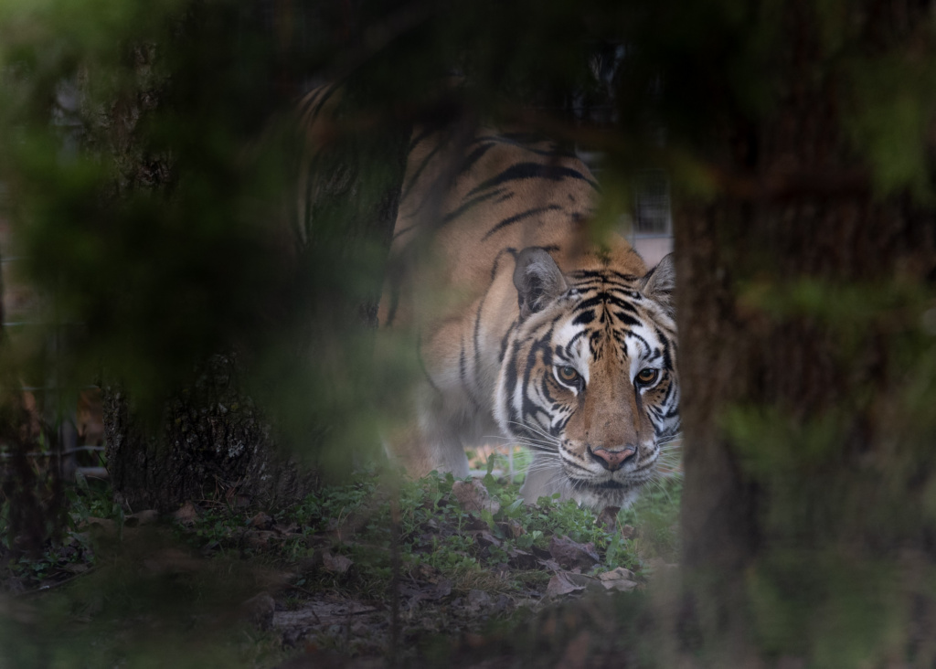Why Genetic Diversity Matters for Wild Tigers