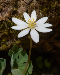 Sanguinaria_canadensis_Arkansas