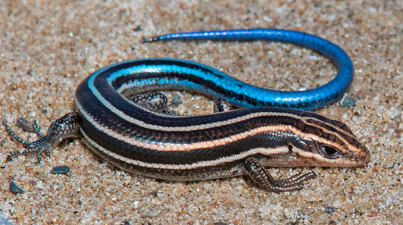 Reptiles and Amphibians You Might See Around Eureka Springs in the Spring