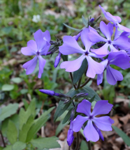 Wild Blue Phlox (Phlox divaricata)