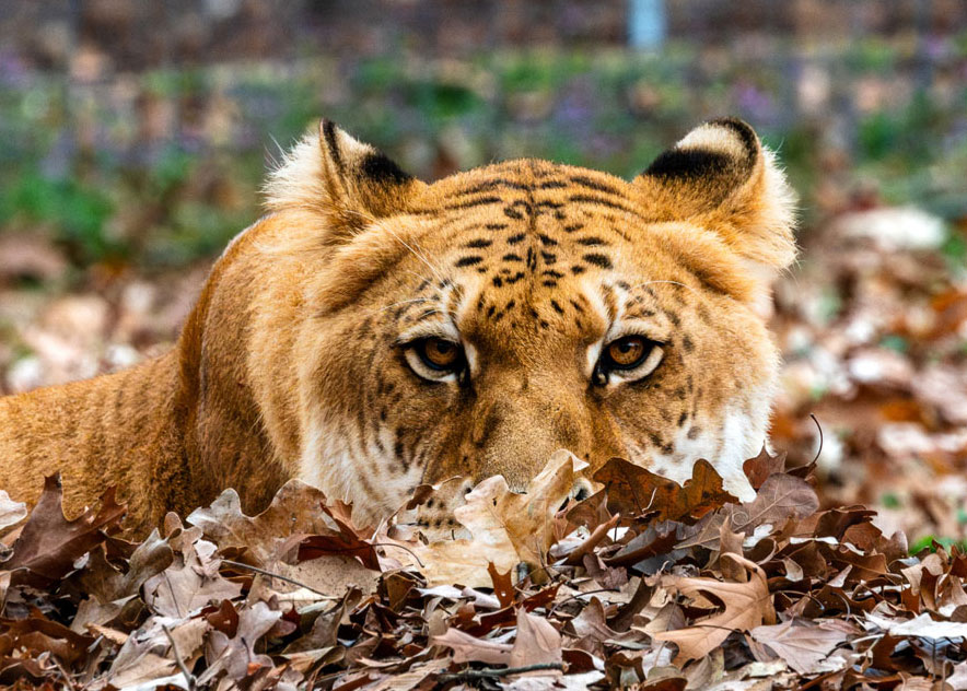 Explore, Learn, and Be Inspired by the Animals We Protect Forever