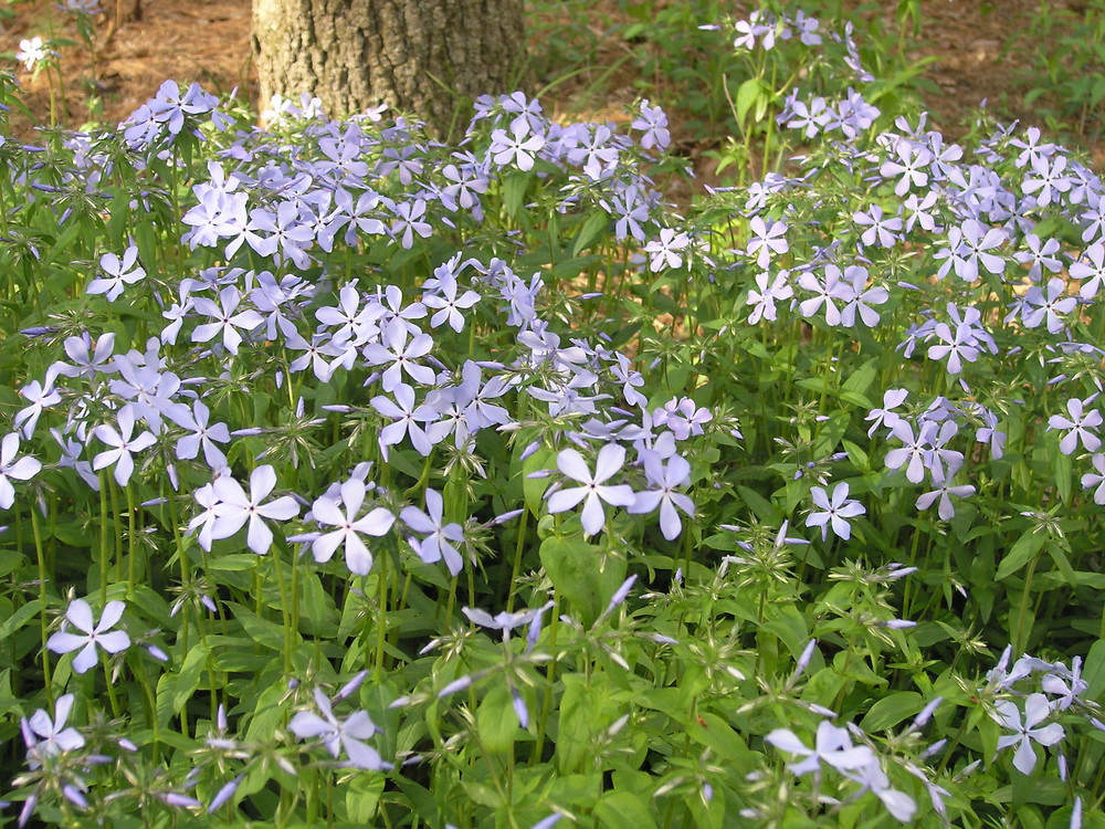 wild flowers in northwest arkansas Wild Blue Phlox (Phlox divaricata)