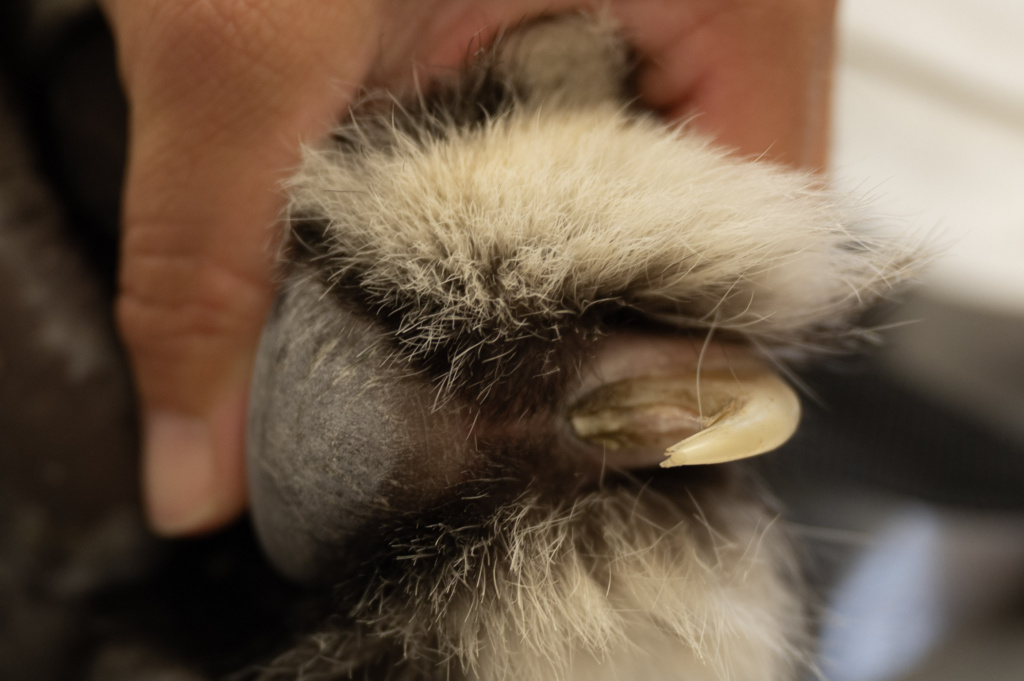 Why Do Cats’ Claws Retract – But the Cheetah’s Do Not?