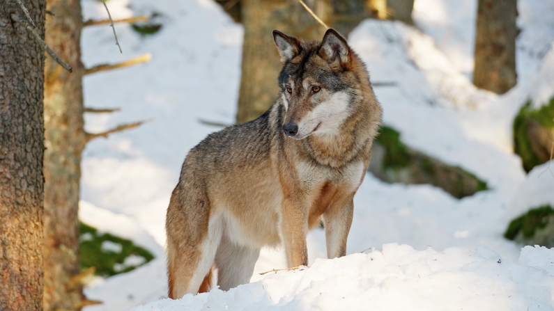 The Myth of the “Alpha”: Why the Scientist Who Popularized It Took It Back