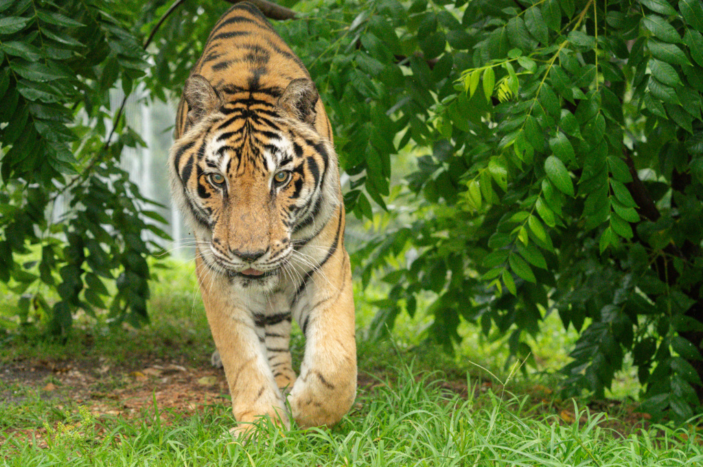 When Is the Best Time to Visit Turpentine Creek Wildlife Refuge?