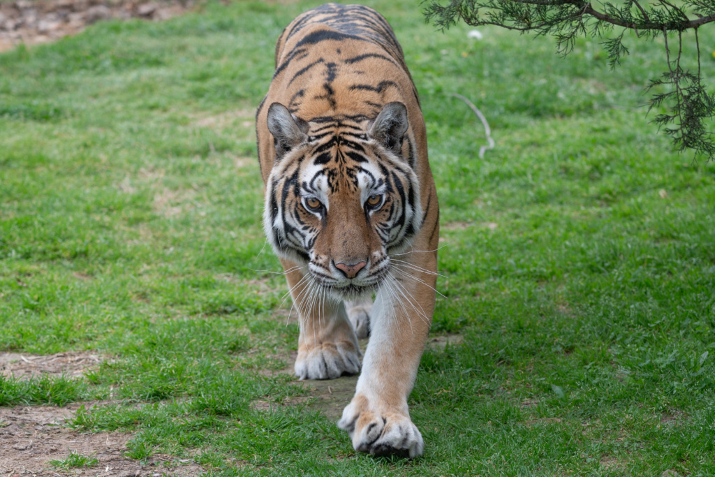 World Environment Day: Hope for the Future of Big Cats