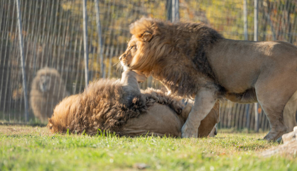 Brothers-Mufasa-and-Scar-wrestling-in-the-grass-while-lion-Thor-observes-from-his-other-habitat-1024x590.jpg