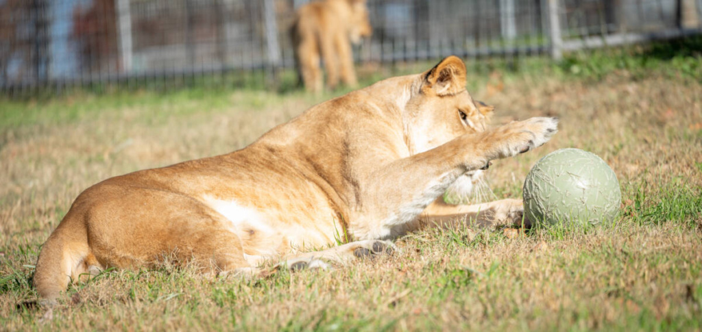 Nirvana-lion-at-Turpentine-Creek-Wildlife-Refuge-playing-with-a-large-enrichment-ball-1024x485.jpg