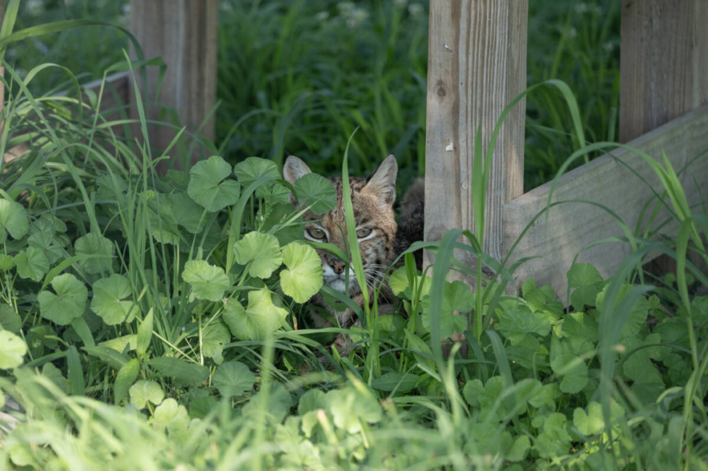 Ariel-bobcat-finds-shade-solitude-and-comfort-in-her-habitat-1024x681.jpg