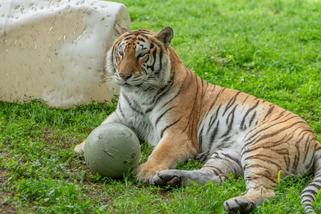 Joey-at-Turpentine-Creek-a-rescued-tiger-from-Colorado-1024x681.jpg