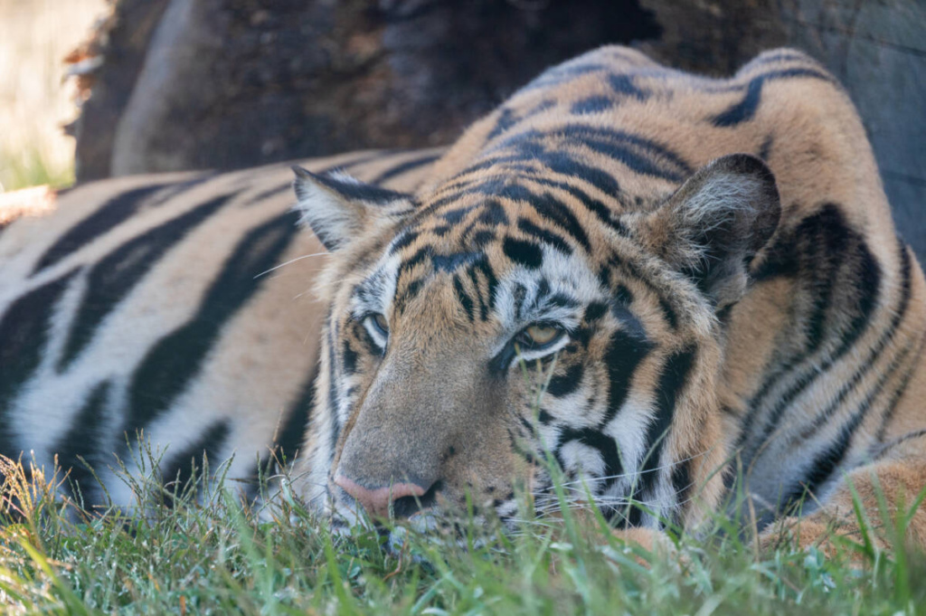 MaxTiger_2026_DSC_1541-1024x681.jpg