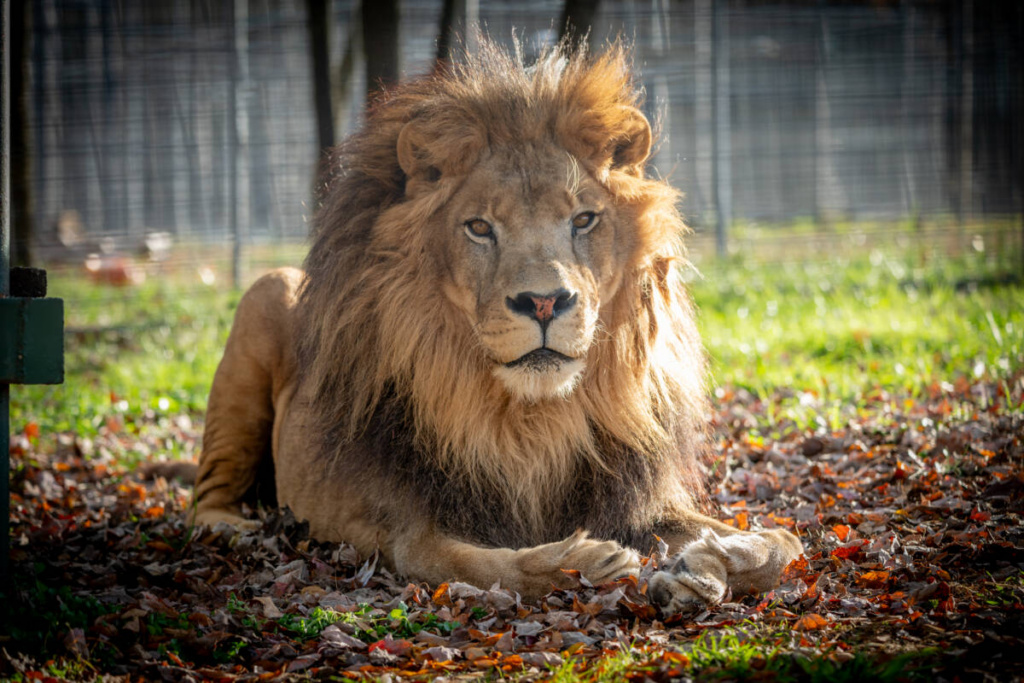 Samson-lion-laying-in-a-bed-of-leaves-in-the-fall-ozarks-refuge-1024x683.jpg