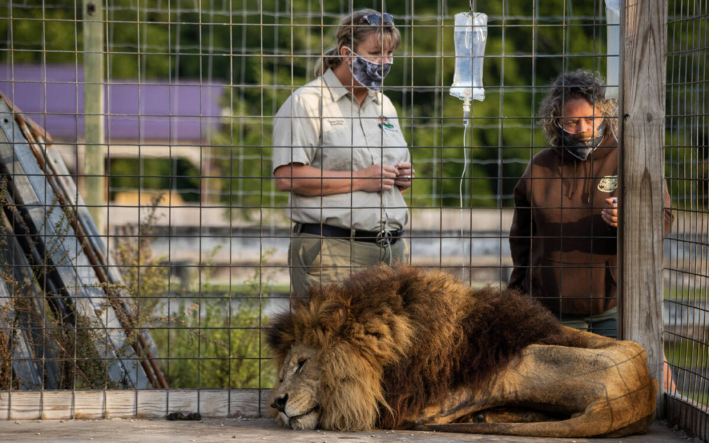 TCWR-President-Tanya-Smith-and-Animal-Curator-Emily-McCormack-at-the-Tiger-King-Park-rescue-with-Chief-the-lion-1024x640.jpg