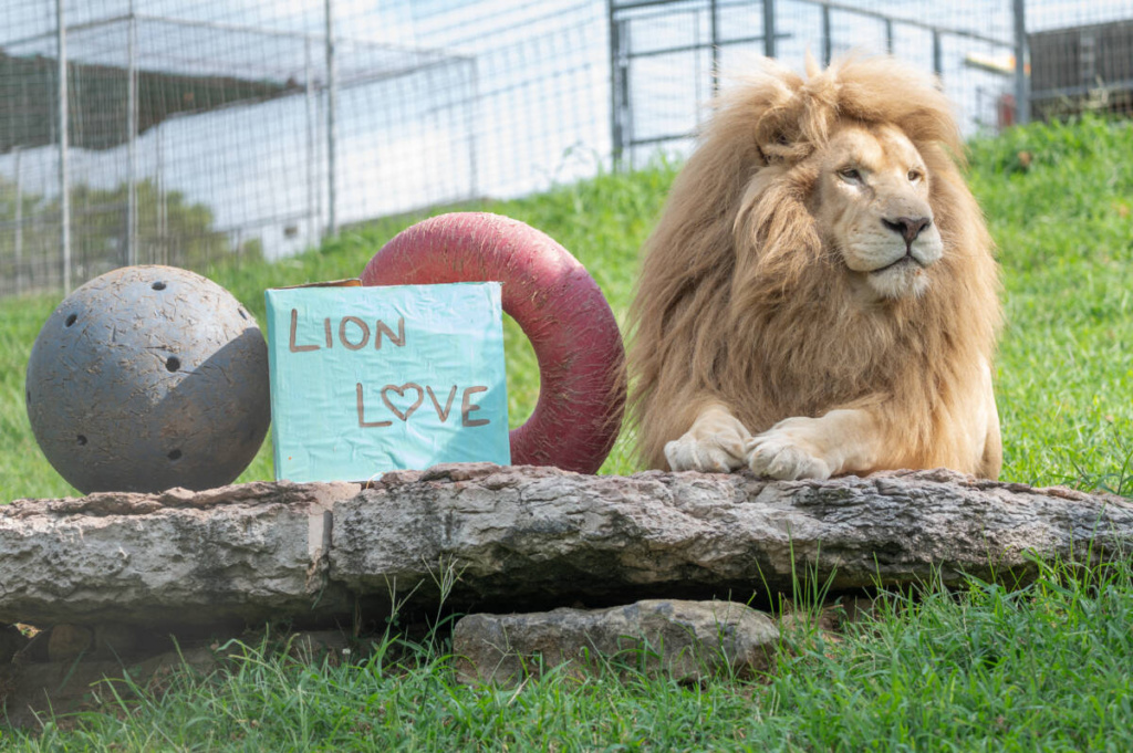 Thor-lion-with-Lion-Day-enrichment-at-Turpentine-Creek-1024x681.jpg