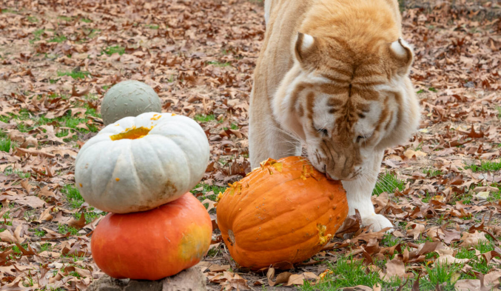 Tigger-tiger-playing-with-pumpkin-enrichment-in-the-fall-1024x595.jpg