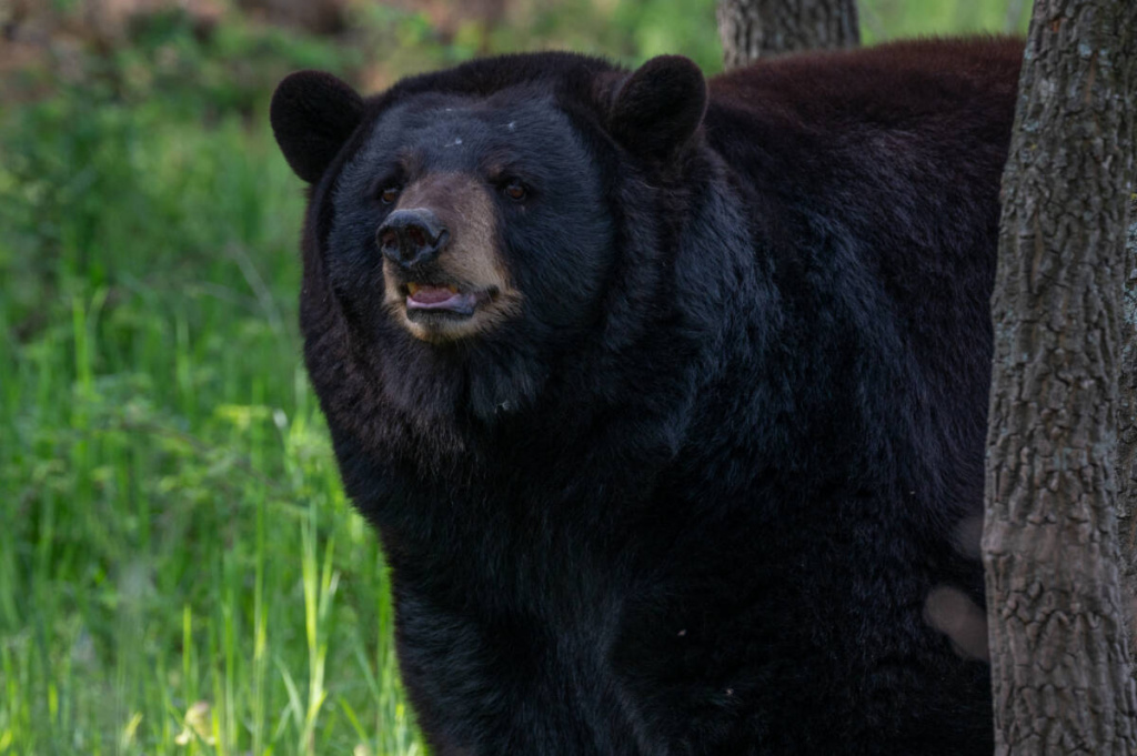Holli_rescued-black-bear-at-Turpentine-Creek-Wildlife-Refuge-1024x681.jpg