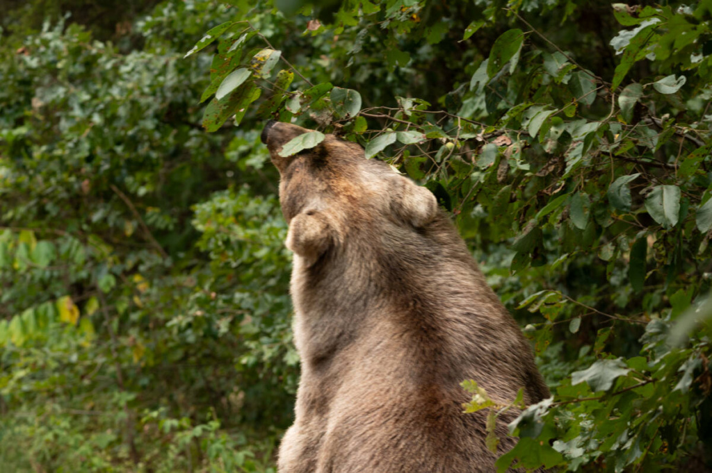 Huggy-brown-bear-forages-in-a-tree-at-Turpentine-Creek-1024x681.jpg