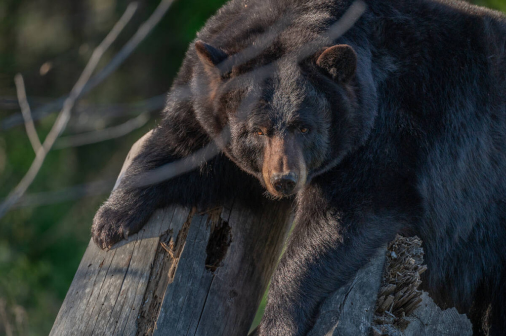Koda-G-rescued-bear-at-Turpentine-Creek-in-habitat-1024x681.jpg